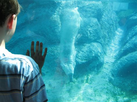 Polar Bear Underwater | A polar bear swimming underwater at … | Flickr