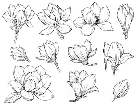 Magnolia Flower Outline Magnolia LIne Art Line Drawing 3325135 Vector ...