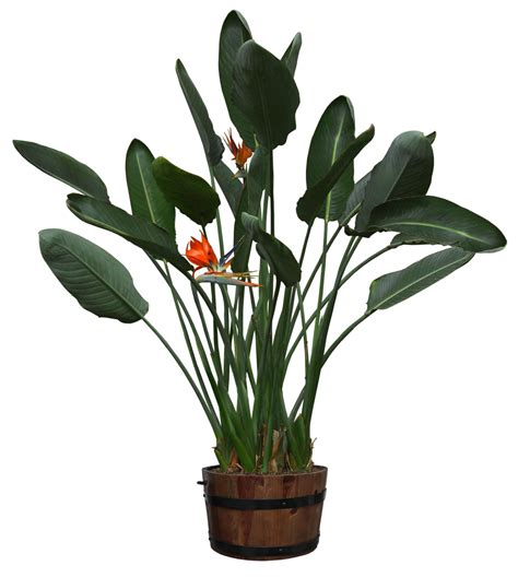 PSD PNG CUTOUT | Pot bunga, Bunga, Tanaman