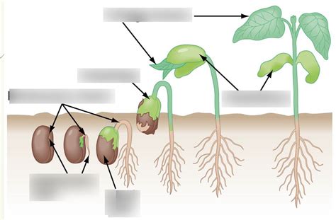 Seed Germination diagram Diagram | Quizlet