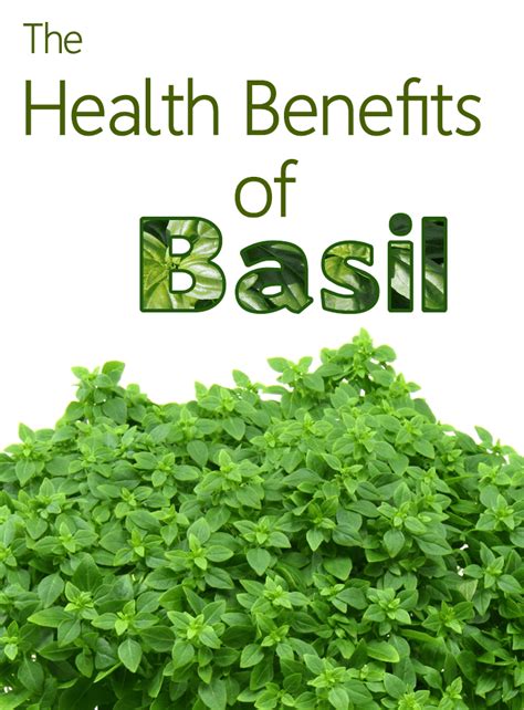 Health Benefits of Basil - Kami McBride