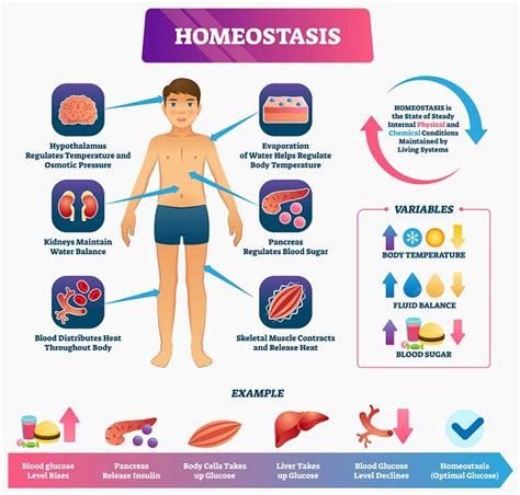 5.which of the Following Is an Example of Homeostasis - Luna-has-Crosby