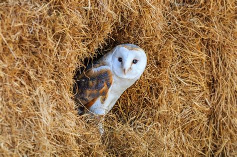 The Secret Life of Barn Owls: Ghostly Hunters of the Night