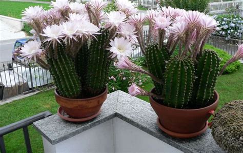 Easter lily cactus an ultimate maintenance - Succulent Propagation