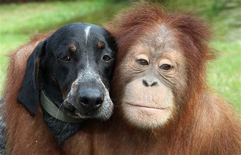 10 Cute Images of Animals Hugging That Will Lift Up Your Spirits