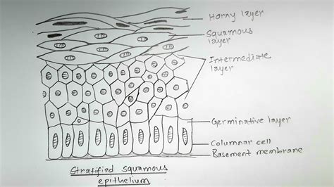 Stratified Squamous Epithelium Non Keratinized Labeled