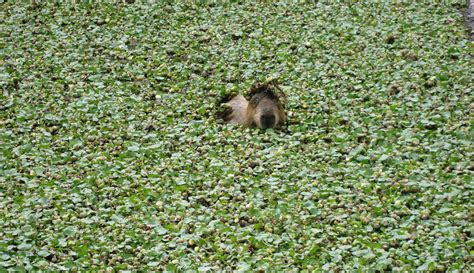 Africam Safari. PUEBLA, MEXICO. 2012. | Animals, Picture, Hamster