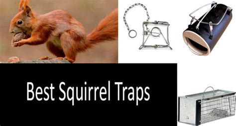 Top 7 Squirrel Traps from $8 to $49 [UPDATED 2022] Buyer's Guide