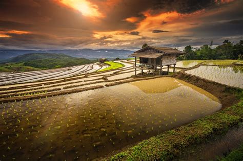 rice Paddy, Terraces, Hut, Sunrise, Water, Clouds, Hill, Field, Shrubs, Thailand, Nature ...