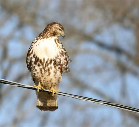 Red-tailed Hawk hunting | a young Red-tailed Hawk determined… | Flickr