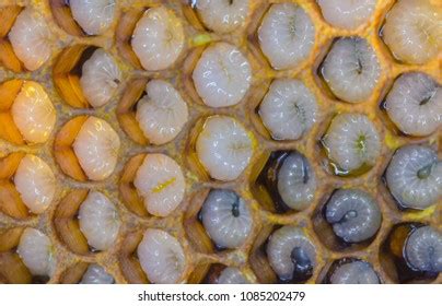 10,348 imágenes de Bee larvae - Imágenes, fotos y vectores de stock | Shutterstock