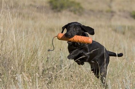 Training day | Upland bird hunting, Hunting dogs, Bird hunting