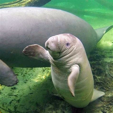 Manatee Tour, Being Pregnant And With 5 y.o. Active Kid - Grazy Goat