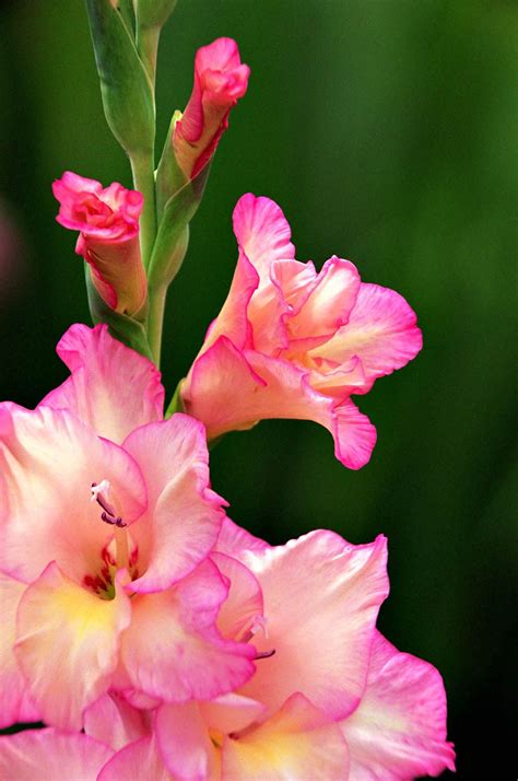 Gladiolus - August Birth Flower (USA) | Birth flowers | Pinterest | August birth flower ...