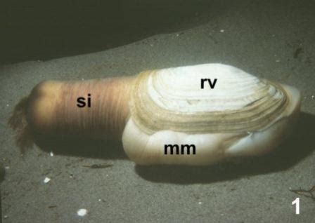 Anatomy of the Geoduck Clam