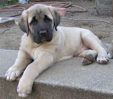 Kangal Dog Info, Varieties, Care, Training, Pictures