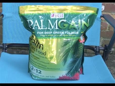 Using BGI PalmGain fertilizer on Potted Christmas Palms - Week 1 (Adonidia Merrillii) - YouTube