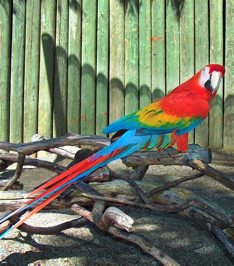 Scarlet Macaw - Cougar Mountain Zoo