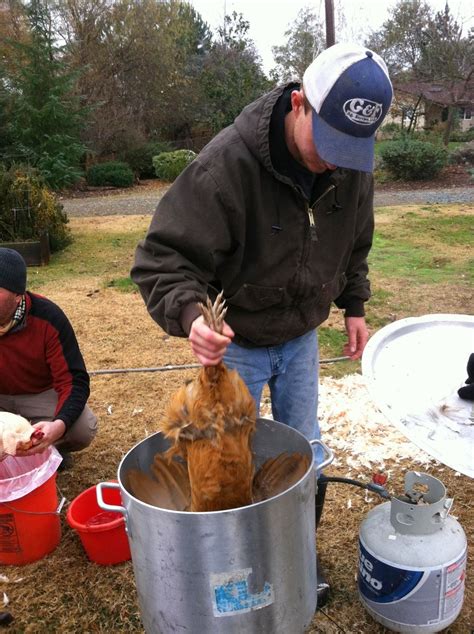 Agape Farm "The Farm of Faith, Hope & Love": Chicken Culling Day 12/7/13