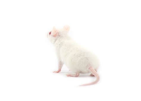 Premium Photo | White rat isolated on white