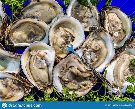 Fresh Apalachicola Oysters on the Half Shell Stock Photo - Image of ...