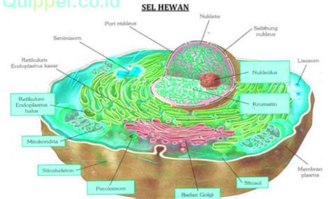 26+ Sel Hewan Sitoplasma, Terkini!