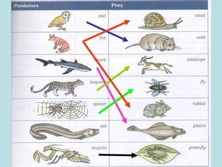 Lesson 5 predator and prey | PPT