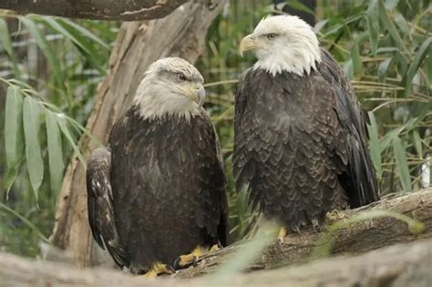 Bronx Zoo Welcomes Two New Bald Additions - Gothamist