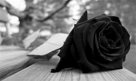 Black Roses Wallpaper (64+ images)