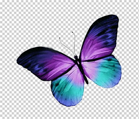 Ilustración de mariposa púrpura, azul y verde azulado, tatuaje de ...