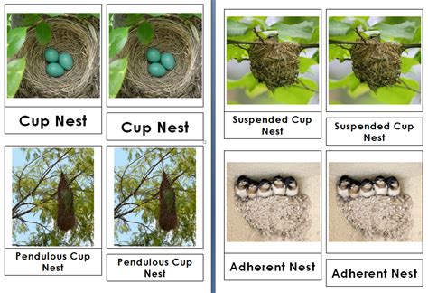 Types of Bird Nests 3 Part Cards - Live and Learn Farm | Bird nest ...