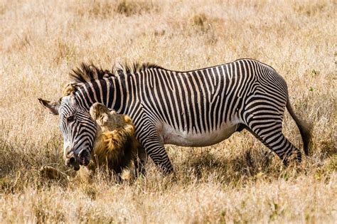 EcoTraining Blog: A phenomenal lion kill – defying the textbooks