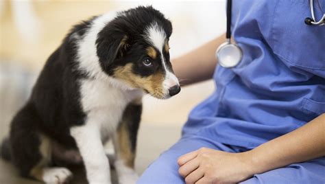 Capillariasis In Dogs: Symptoms, Causes, & Treatments - DogTime