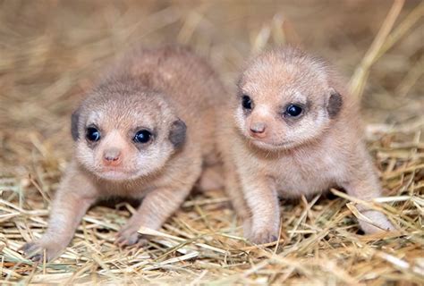 Miami Zoo Shares Baby Meerkat Photos And People Can't Handle The Cuteness