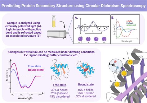 Predicting protein secondary structure using Circular Dichroism ...