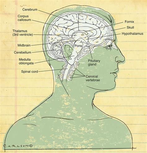 Brain Midsagittal View Labeled