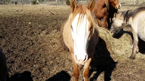 Mustang Alley Horse Rescue 2015 February - YouTube