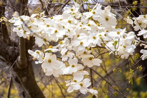 Out My Backdoor: Dogwood Berries Are a Wildlife Favorite – Georgia ...