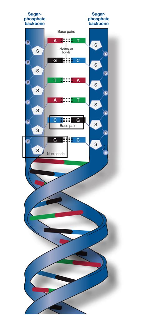 The backbone of dna is made up of | scienceforyou