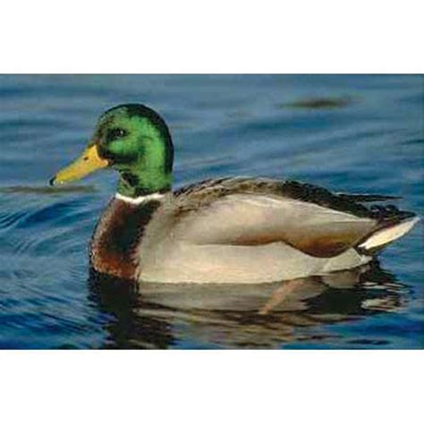 Mallard Duck Eggs - Order Online | Stromberg's Chickens