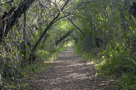 Overarching trees in the everglades image - Free stock photo - Public Domain photo - CC0 Images