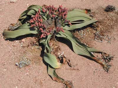 File:Welwitschia-mirabilis-female.jpg - Wikimedia Commons