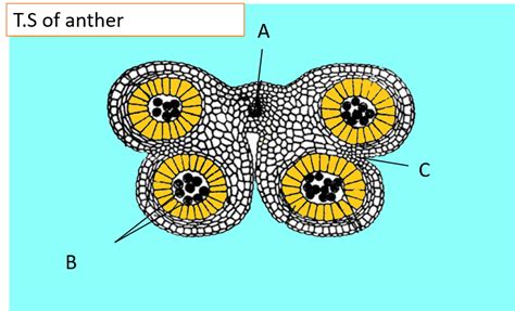 Above is the diagram of the T.S. of the anther. Identify the parts ...