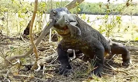 Wildlife Spectacle: Giant Komodo Dragon Engulfs Monkey in 6 Gargantuan ...