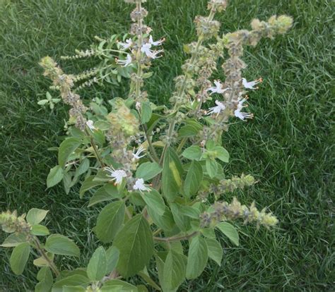 Ocimum sanctum - Basil, Holy - Seeds