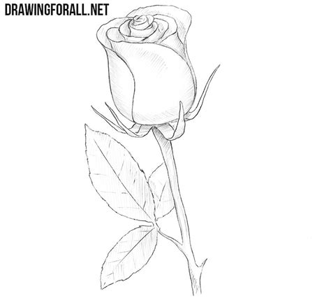 How to Draw a Rose Easy