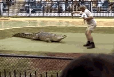 The time his baby son Bob helped him feed a crocodile at Australia Zoo ...