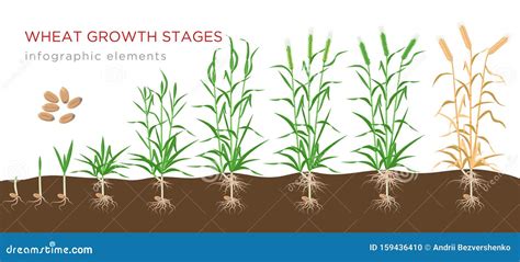 Wheat Growth Stages – NBKomputer