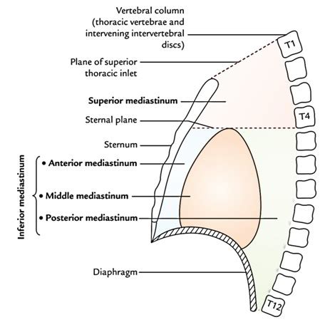 Superior Mediastinum – Anatomy, Boundaries And Content – Earth's Lab