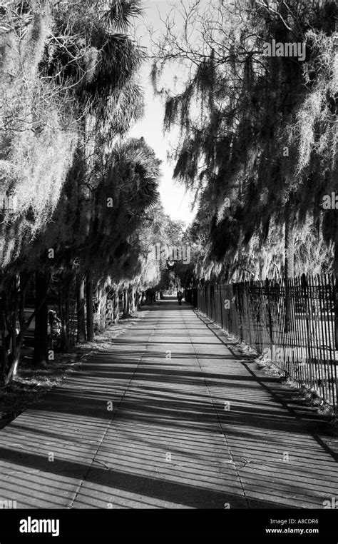 Savannah Georgia Spanish moss tree Stock Photo - Alamy